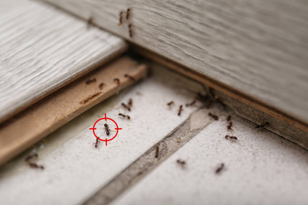 Best Spider Control Near Me  in Rose Hill, VA