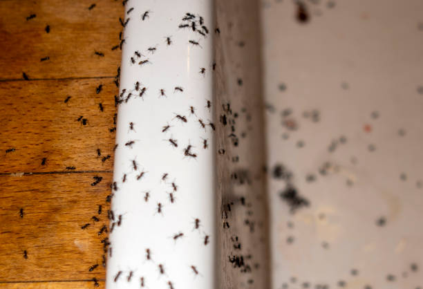 Best Bed Bug Extermination  in Rose Hill, VA