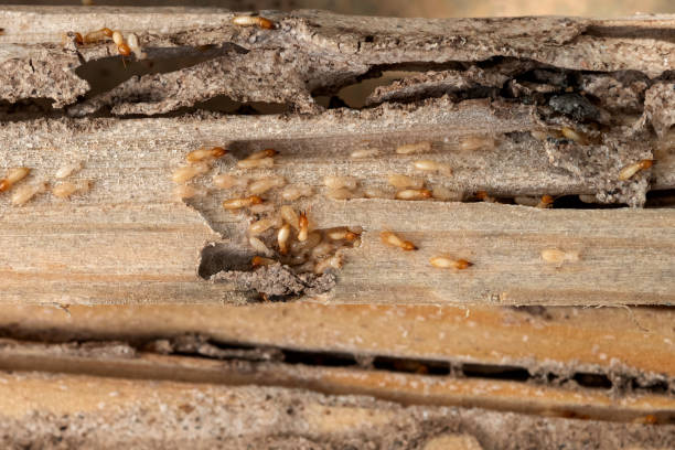 Best Cockroach Control Services  in Rose Hill, VA